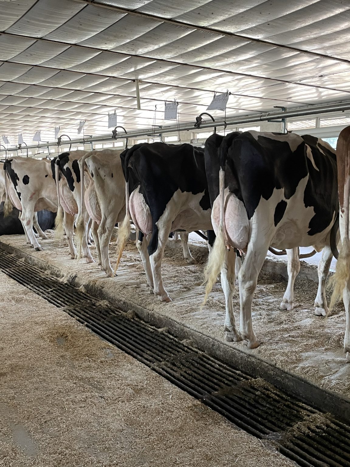 PA Holstein Association Membership 2023/2024 PA Holsteins